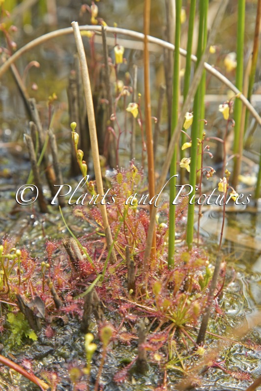 Drosera intermedia