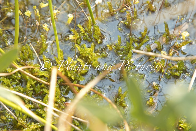 Hamatocaulis vernicosus