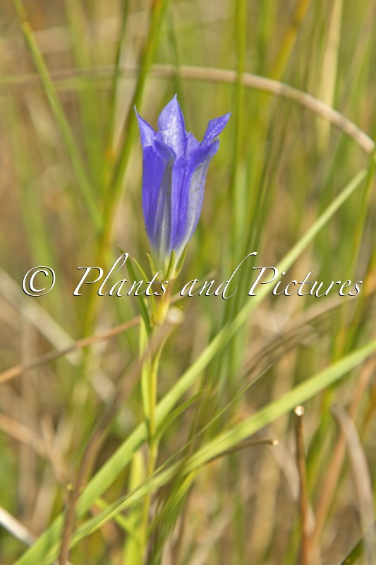Gentiana pneumonanthe
