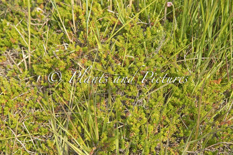 Empetrum nigrum