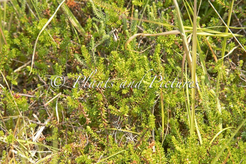 Empetrum nigrum