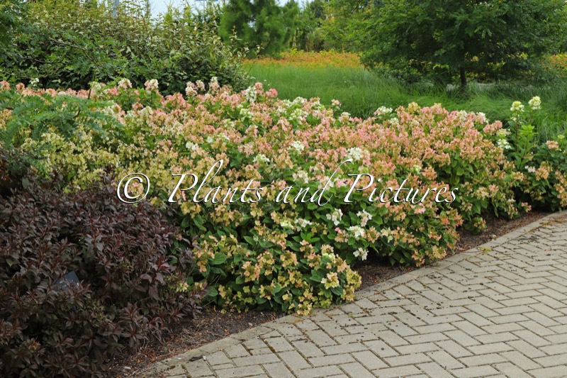 Hydrangea paniculata ‘Darlido’ (DART’S LITTLE DOT)