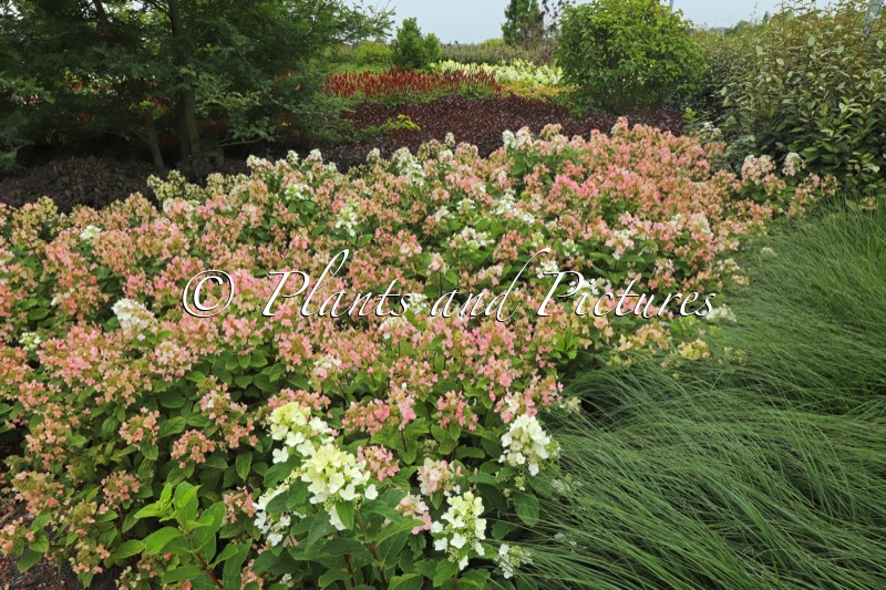 Hydrangea paniculata ‘Darlido’ (DART’S LITTLE DOT)