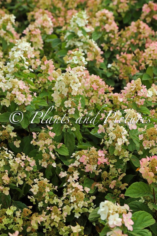 Hydrangea paniculata ‘Darlido’ (DART’S LITTLE DOT)