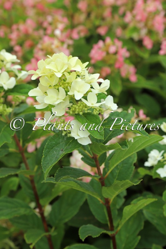 Hydrangea paniculata ‘Darlido’ (DART’S LITTLE DOT)