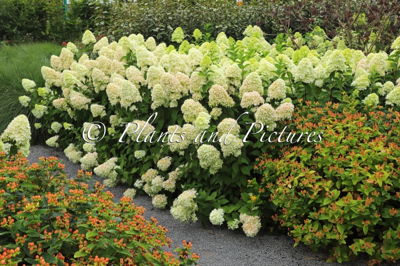 Hydrangea paniculata ‘Bokraflame’ (COCKTAIL; MAGICAL CANDLE)