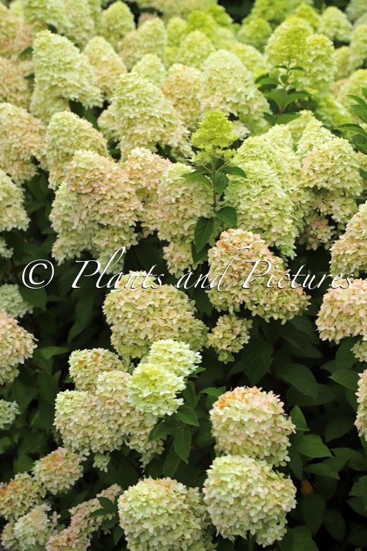 Hydrangea paniculata ‘Bokraflame’ (COCKTAIL; MAGICAL CANDLE)