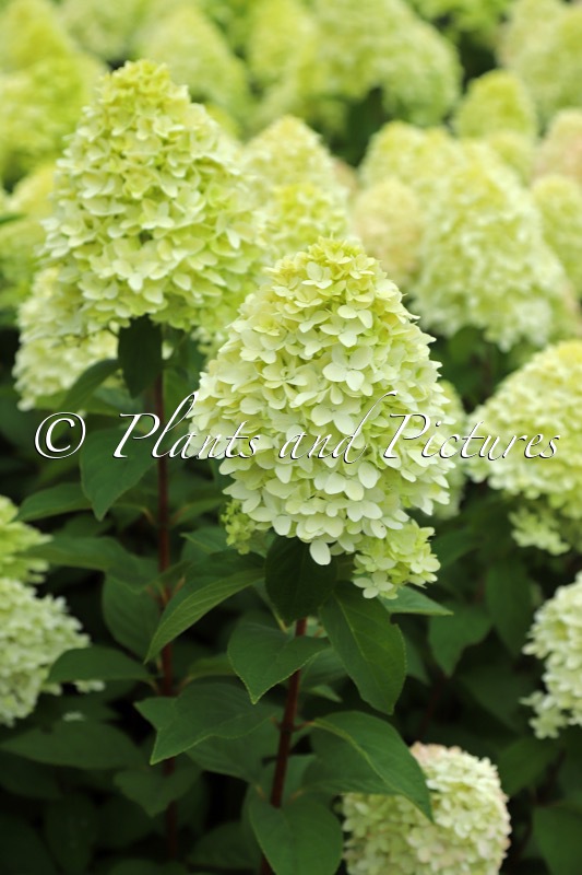 Hydrangea paniculata ‘Bokraflame’ (COCKTAIL; MAGICAL CANDLE)