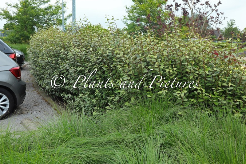 Elaeagnus ebbingei ‘Bokraglory’ (GREEN GLORY)