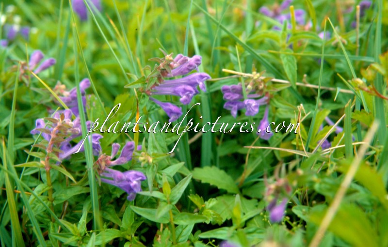 Scutellaria galericulata