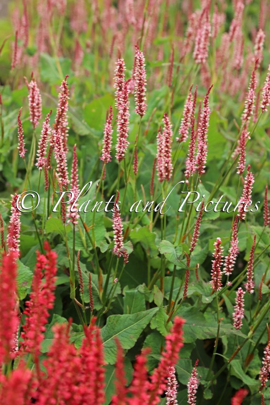 Persicaria amplexicaulis ‘Bocofetti’ (CONFETTI)