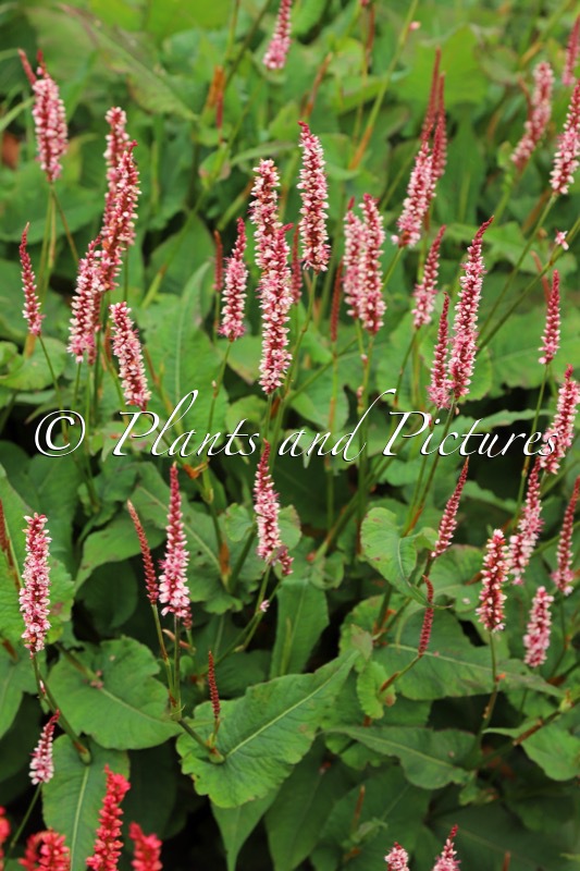 Persicaria amplexicaulis ‘Bocofetti’ (CONFETTI)