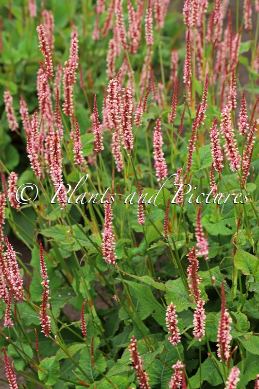 Persicaria amplexicaulis ‘Bocofetti’ (CONFETTI)