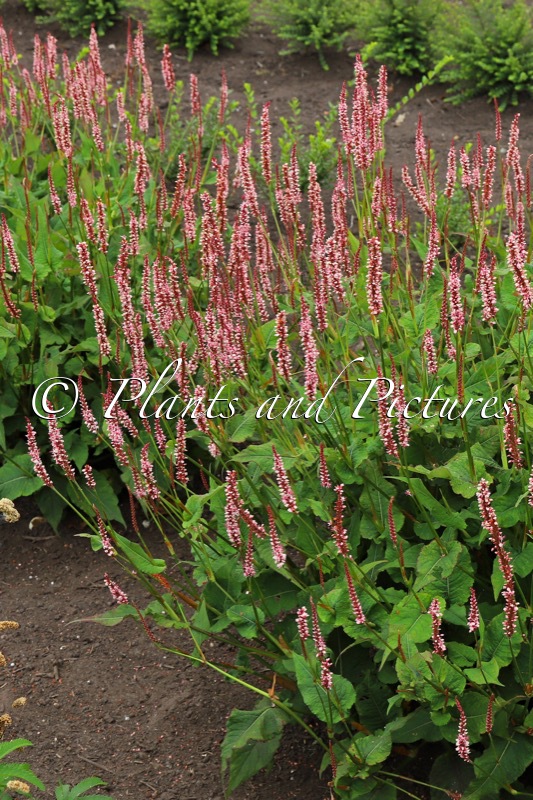 Persicaria amplexicaulis ‘Bocofetti’ (CONFETTI)