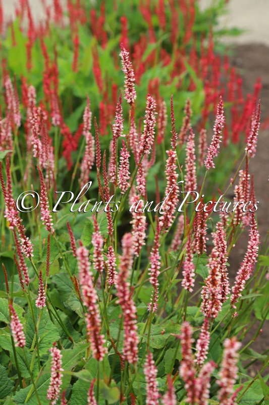 Persicaria amplexicaulis ‘Bocofetti’ (CONFETTI)