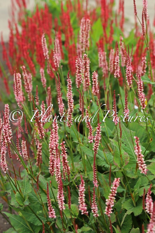 Persicaria amplexicaulis ‘Bocofetti’ (CONFETTI)
