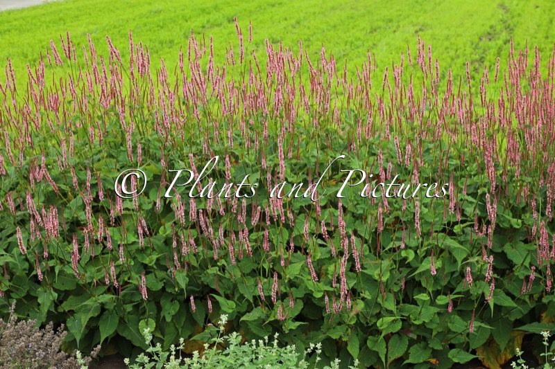 Persicaria amplexicaulis ‘Bocofetti’ (CONFETTI)