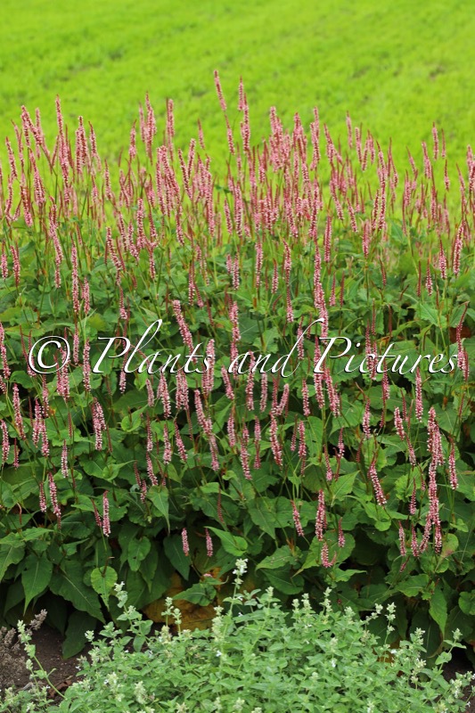 Persicaria amplexicaulis ‘Bocofetti’ (CONFETTI)