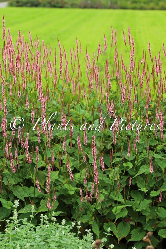 Persicaria amplexicaulis ‘Bocofetti’ (CONFETTI)