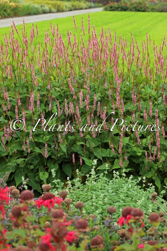 Persicaria amplexicaulis ‘Bocofetti’ (CONFETTI)
