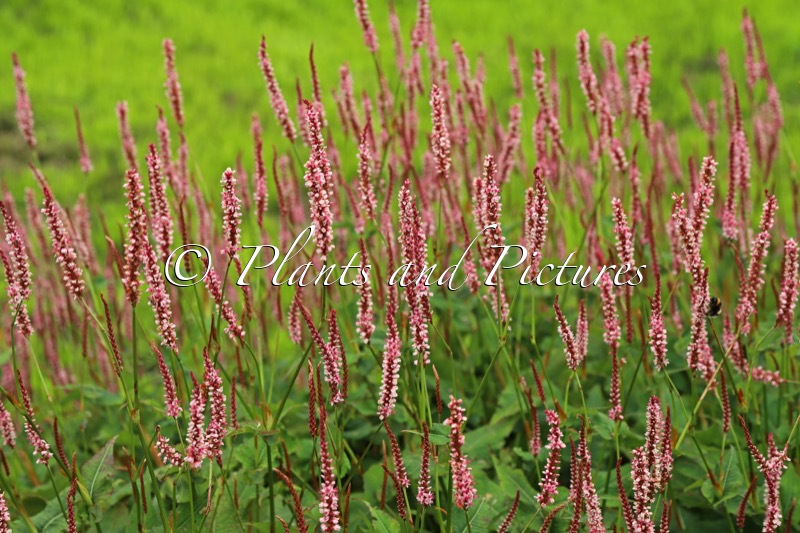 Persicaria amplexicaulis ‘Bocofetti’ (CONFETTI)