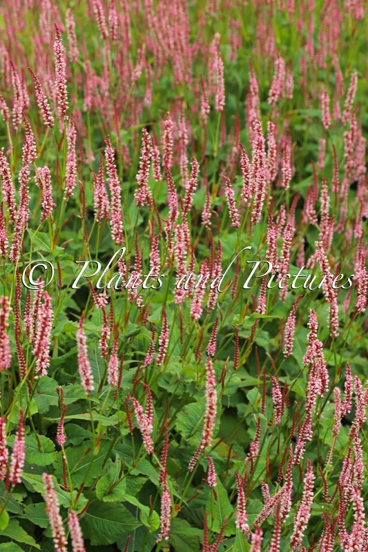 Persicaria amplexicaulis ‘Bocofetti’ (CONFETTI)