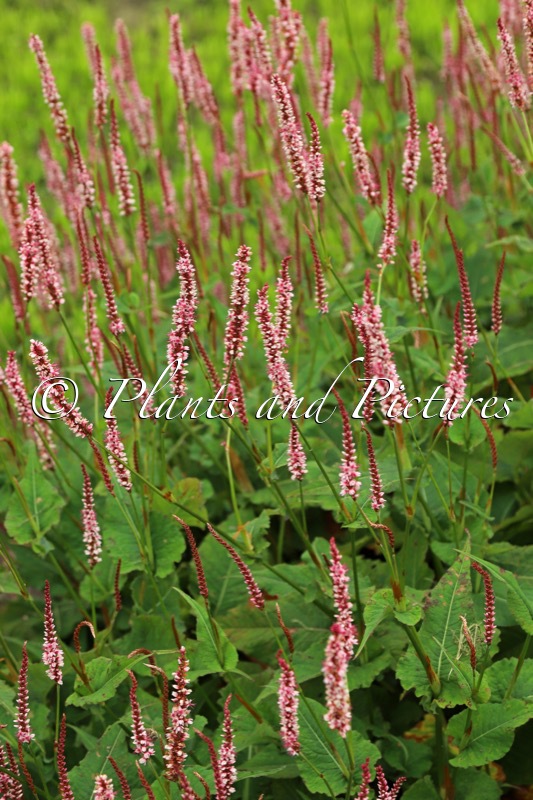 Persicaria amplexicaulis ‘Bocofetti’ (CONFETTI)