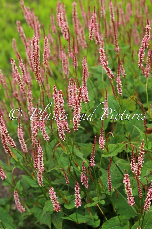 Persicaria amplexicaulis ‘Bocofetti’ (CONFETTI)