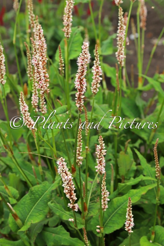 Persicaria amplexicaulis ‘Bococorn’ (UNICORN)