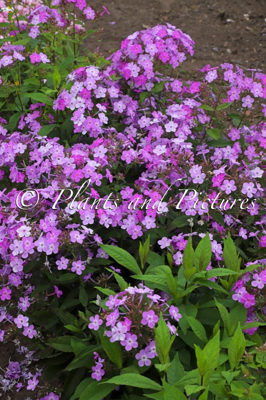 Phlox ‘Koningin Paola’ (QUEEN PAOLA JS)