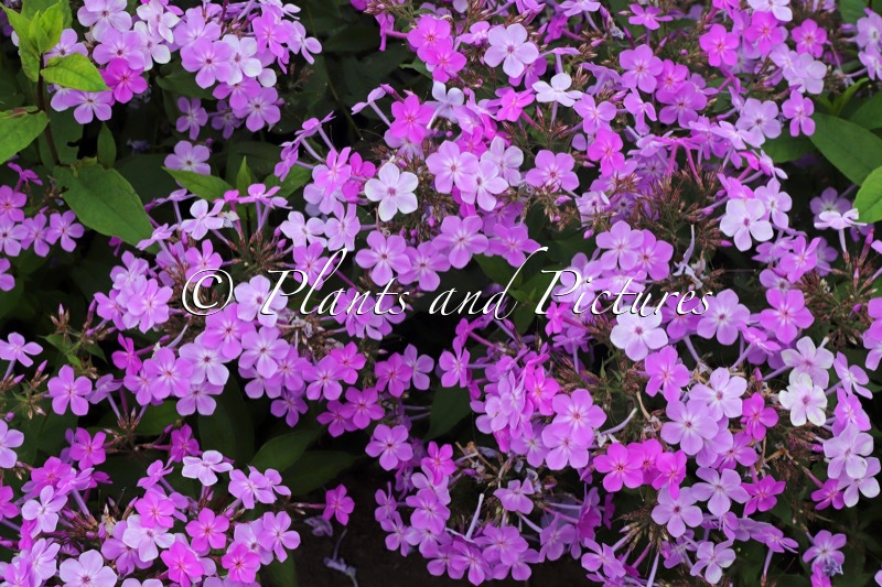 Phlox ‘Koningin Paola’ (QUEEN PAOLA JS)