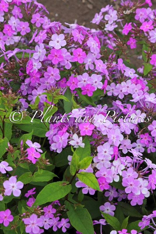 Phlox ‘Koningin Paola’ (QUEEN PAOLA JS)