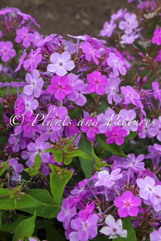 Phlox ‘Koningin Paola’ (QUEEN PAOLA JS)