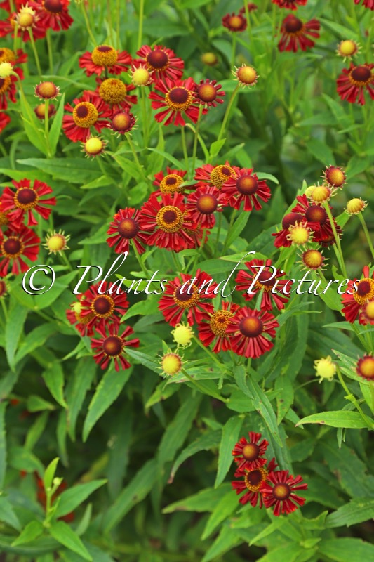 Helenium ‘Ruby Tuesday’