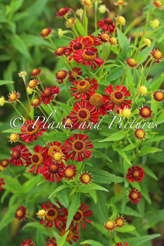 Helenium ‘Ruby Tuesday’