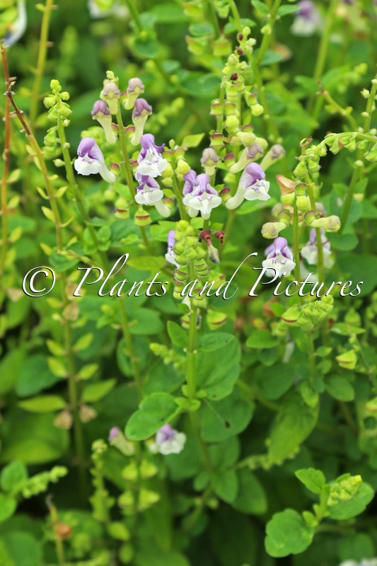 Scutellaria wrightii