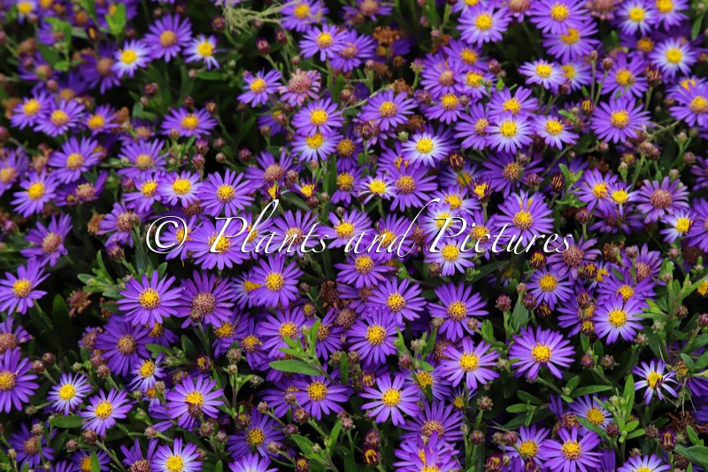 Aster ageratoides ‘Bococas’ (CASTOR)
