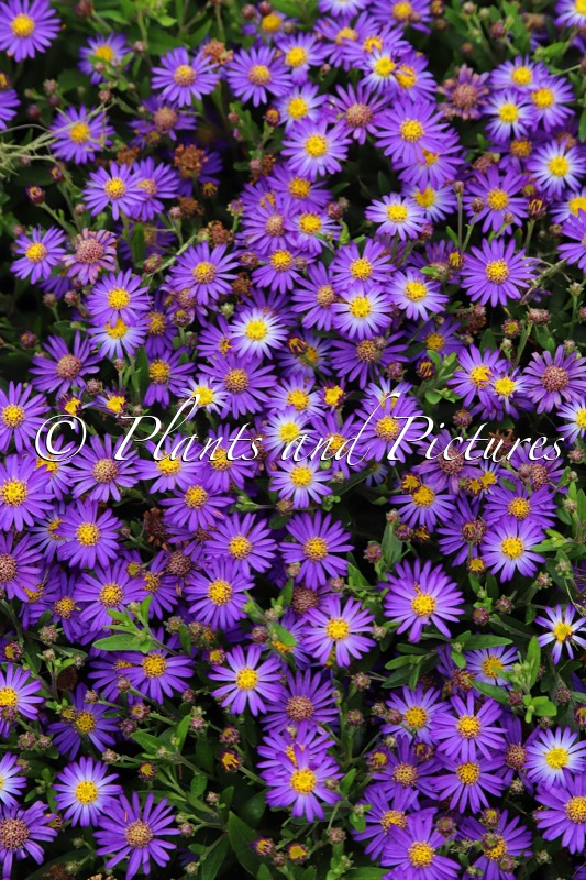 Aster ageratoides ‘Bococas’ (CASTOR)
