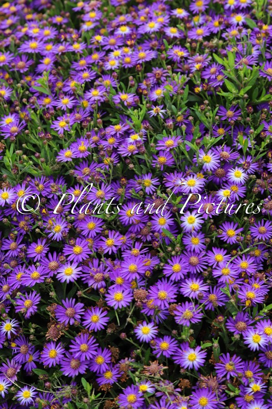 Aster ageratoides ‘Bococas’ (CASTOR)