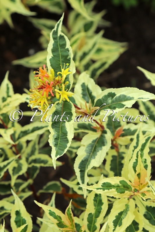 Diervilla sessilifolia ‘Mathilda 004’ (SUNSHINE)