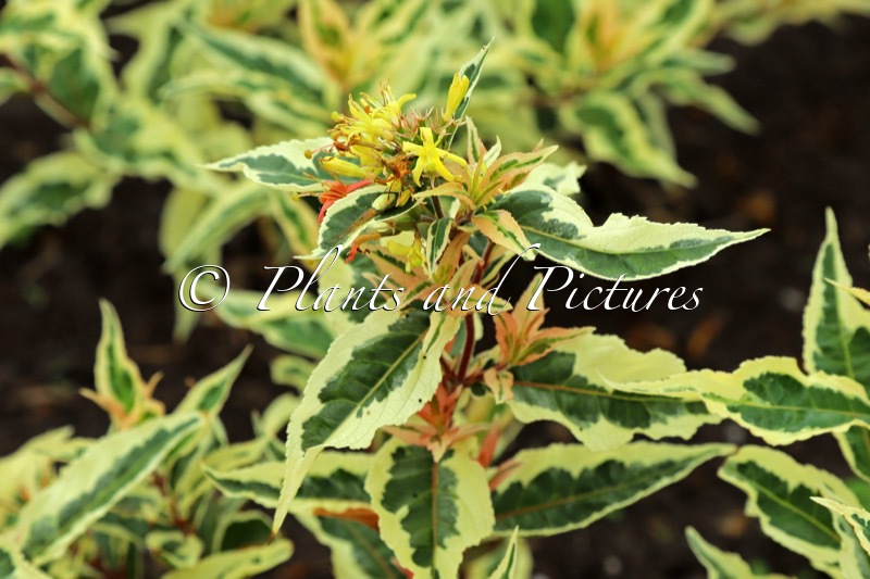 Diervilla sessilifolia ‘Mathilda 004’ (SUNSHINE)