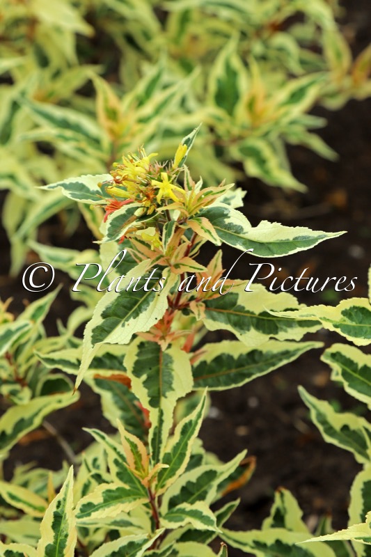 Diervilla sessilifolia ‘Mathilda 004’ (SUNSHINE)