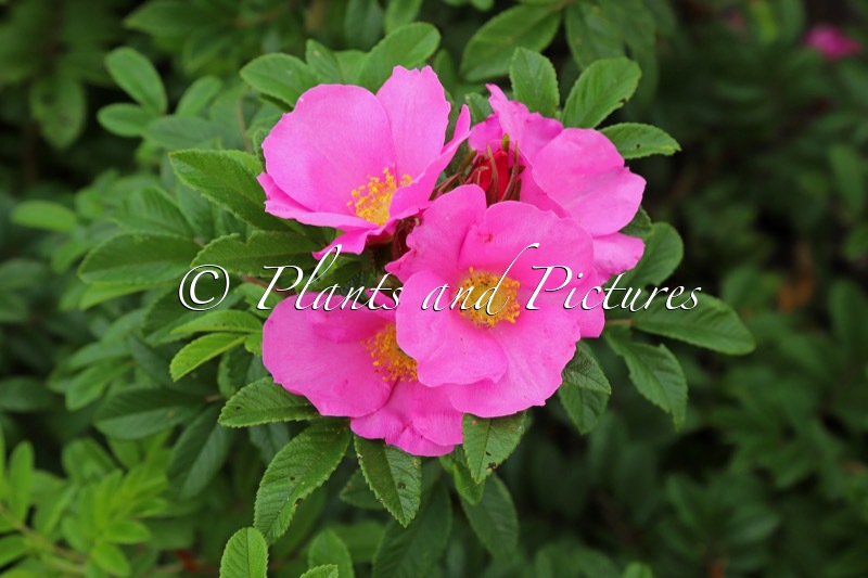 Rosa ‘Boruispewy’ (SPEEDWAY)