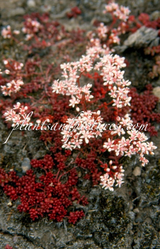 Sedum album
