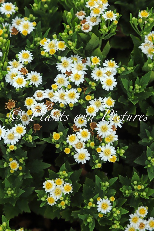 Aster ageratoides ‘Bococap’ (CAPELLA)