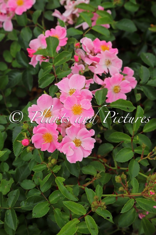 Rosa ‘Viscada’ (SALUT À LUXEMBOURG)