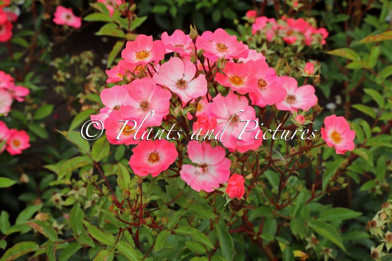 Rosa MEMOIRE DE WILTZ