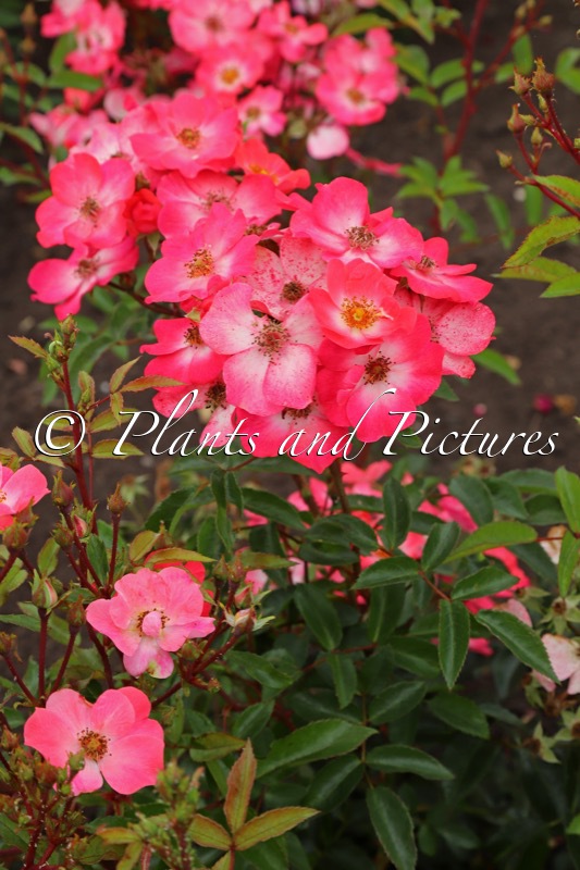 Rosa MEMOIRE DE WILTZ