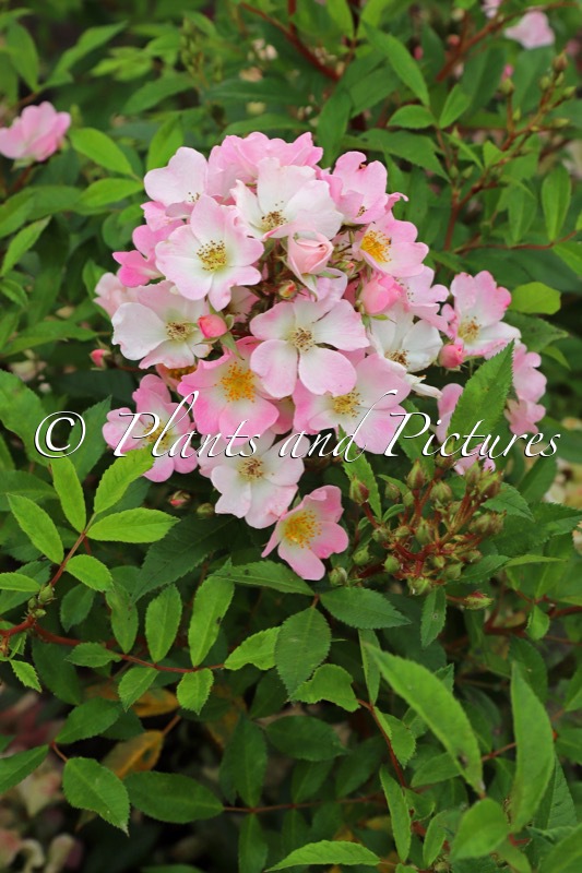 Rosa ‘Vispaniuc’ (ABELLIO)