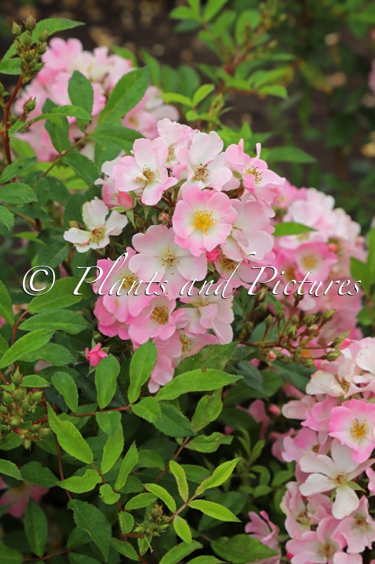 Rosa ‘Vispaniuc’ (ABELLIO)